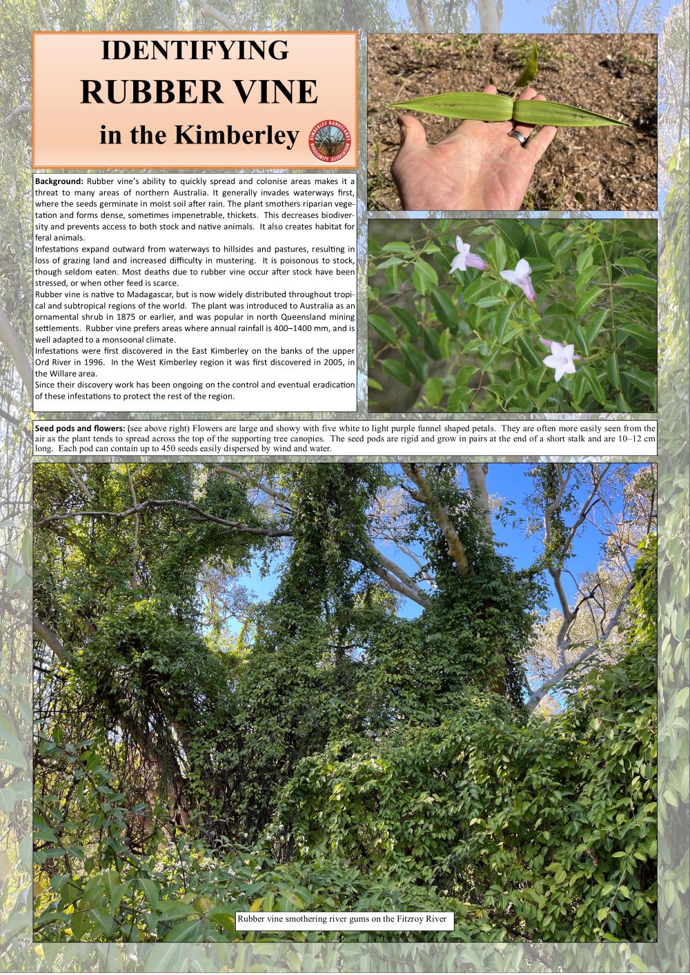 Rubber vine poster